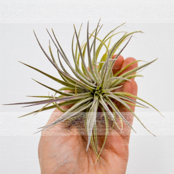 Tillandsia jonesii