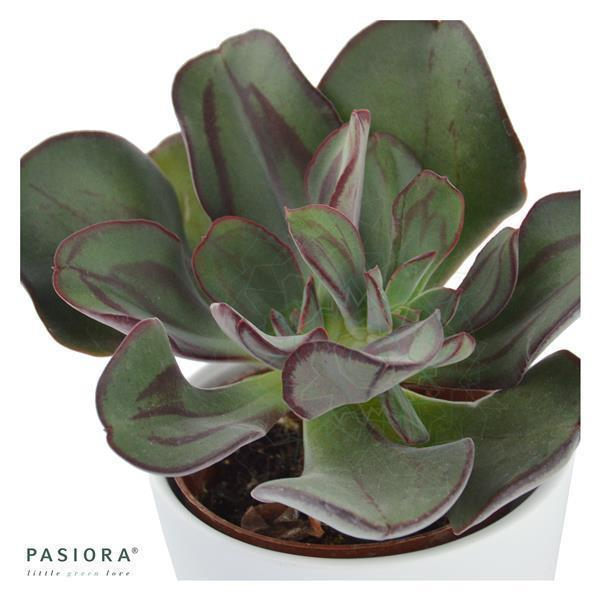 Mini- »Sea of Succulents«- Club