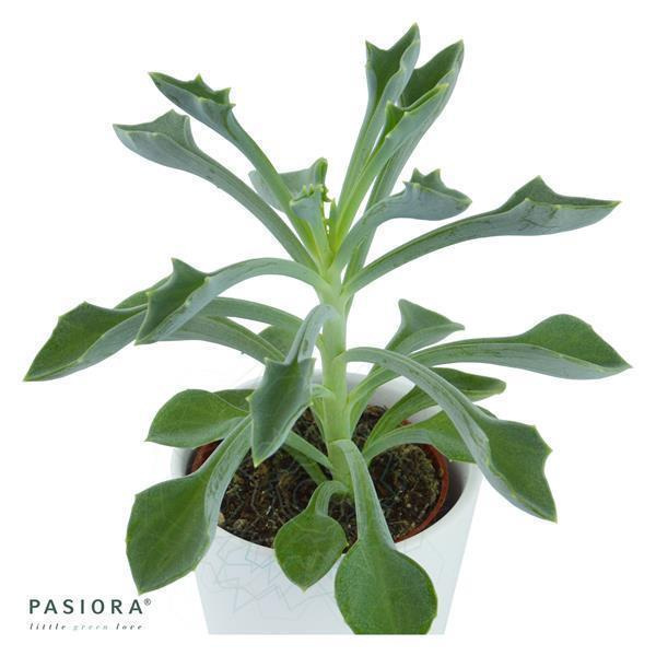 Senecio kleiniiformis