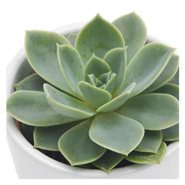 Echeveria Blue Atoll