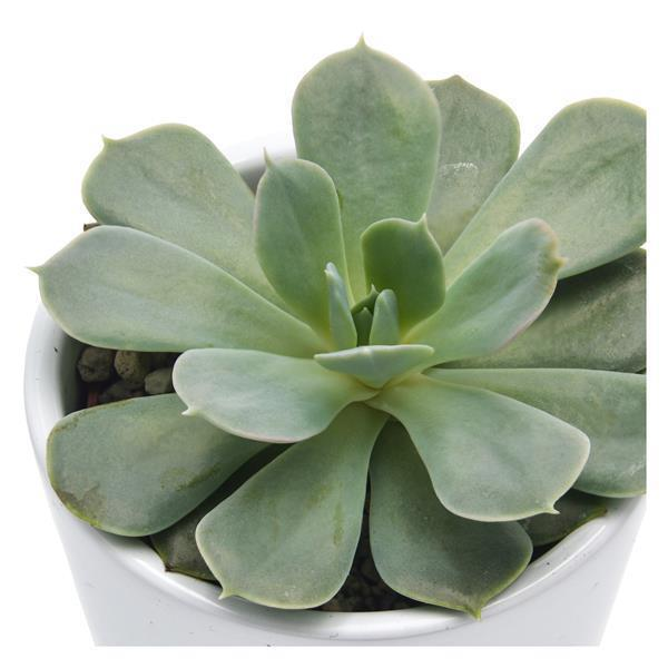Echeveria Holy Gate