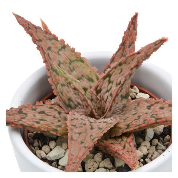 Aloe Pink Blush