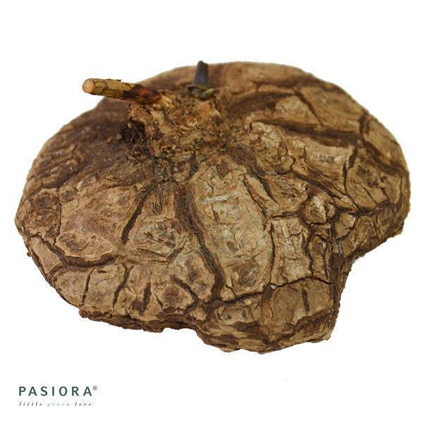 Dioscorea mexicana Caudex L