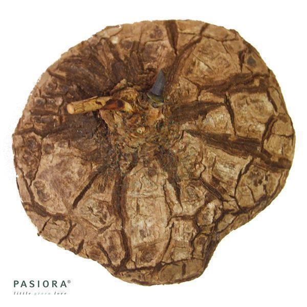 Dioscorea Mexicana Caudex M