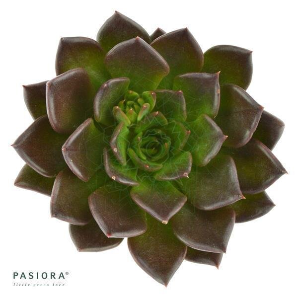 Echeveria Black Prince
