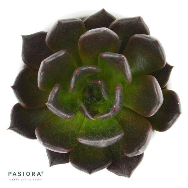 Echeveria Echoc