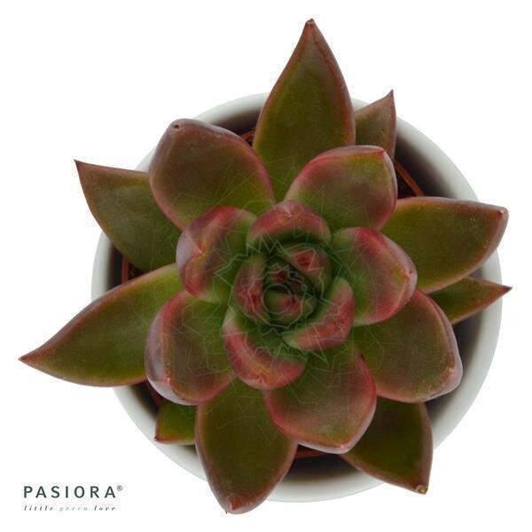 Echeveria Galaxy Mars