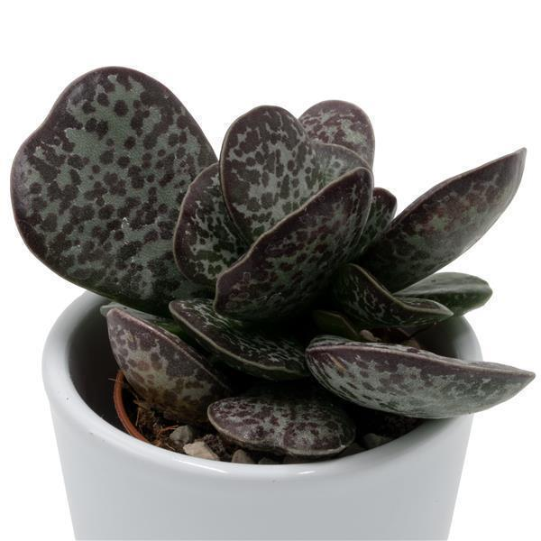 Adromischus trigynus