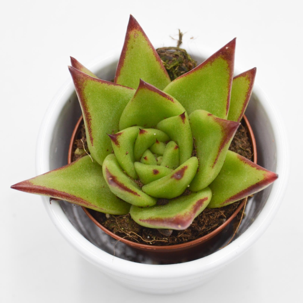 Echeveria Galaxy Pluto