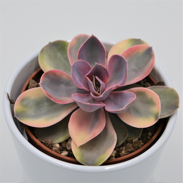 Echeveria Rainbow