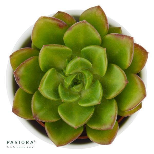 Echeveria Galaxy Saturn