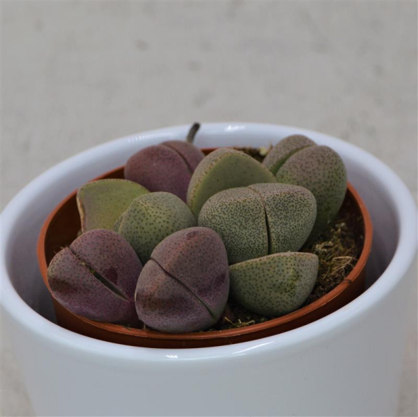 Pleiospilos nelii v. rubra