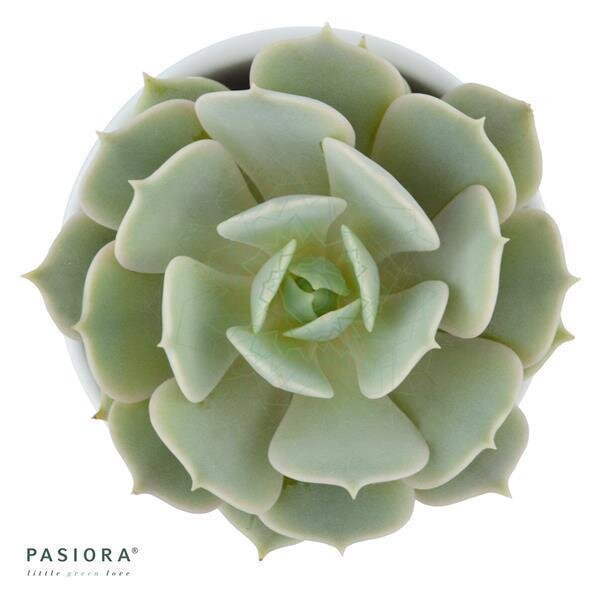 Echeveria Lola