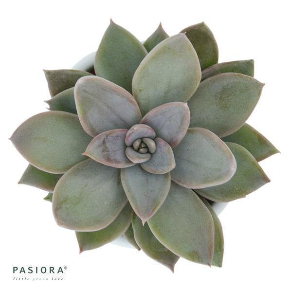 Echeveria Silver Shine