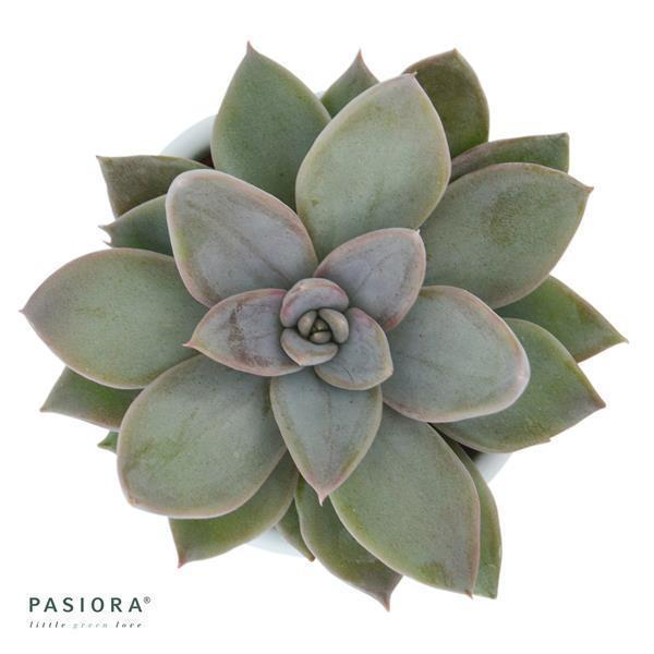 Echeveria Silver Shine