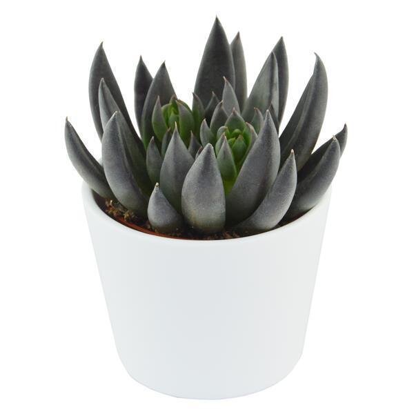 Echeveria affinis