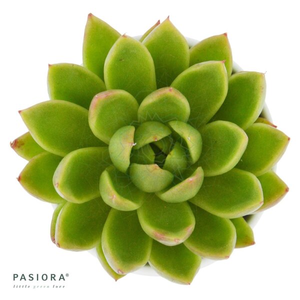 Echeveria agavoides