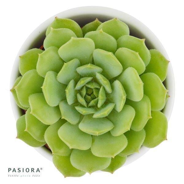 Echeveria derenbergii