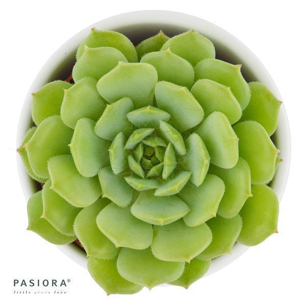 Echeveria derenbergii