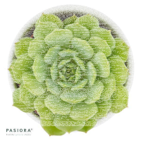 Echeveria derenbergii
