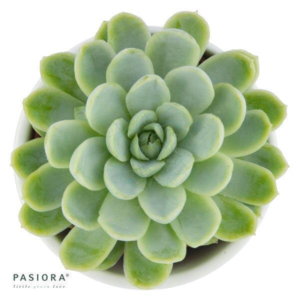 Echeveria elegans