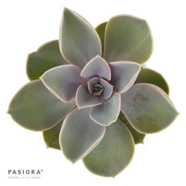 Echeveria gibbiflora var. Metallica