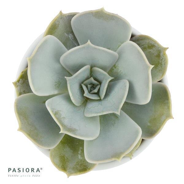 Echeveria lilacina
