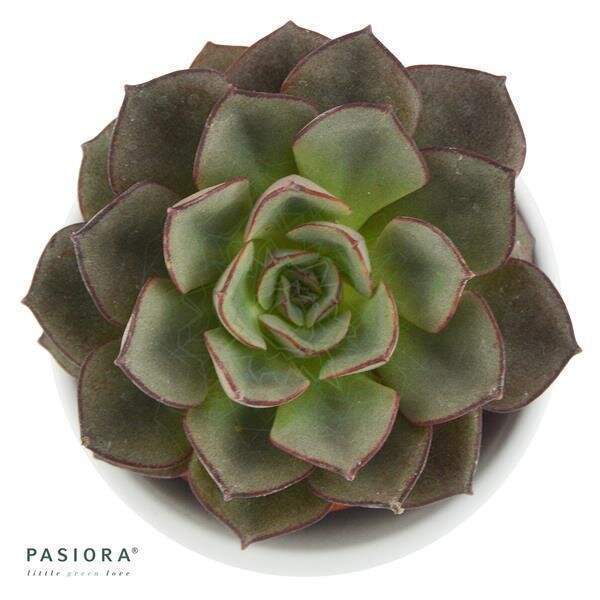 Echeveria moranii