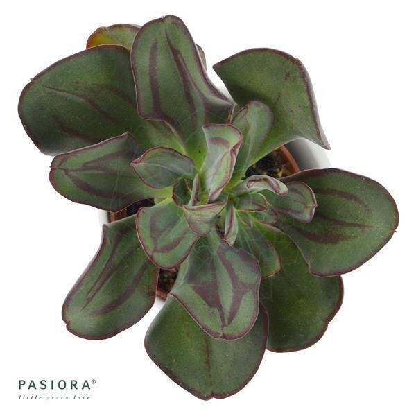 Echeveria nodulosa