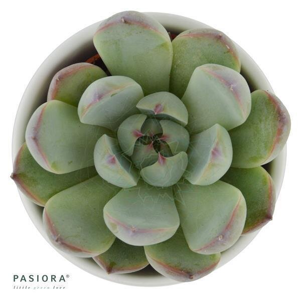 Echeveria parva