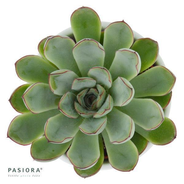 Echeveria pulidonis