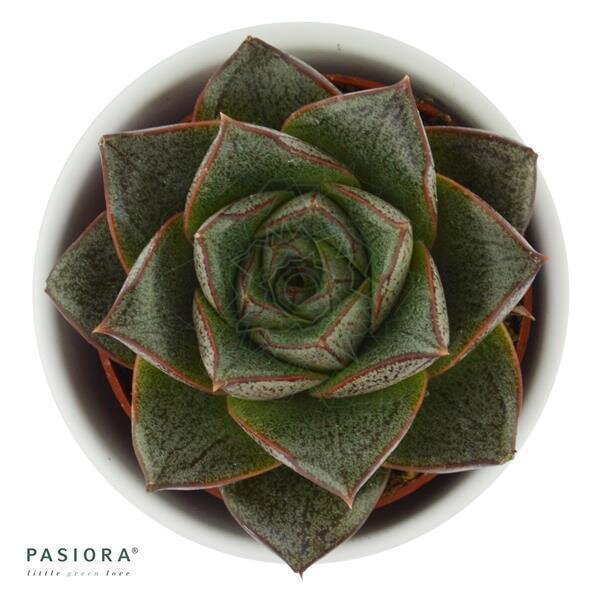 Echeveria purpusorum
