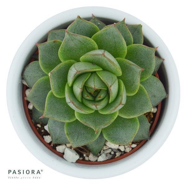 Echeveria purpusorum Uranus