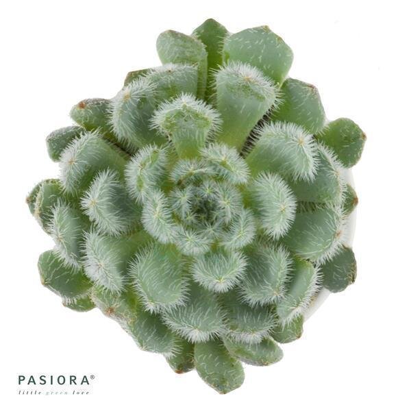 Echeveria setosa var. deminuta