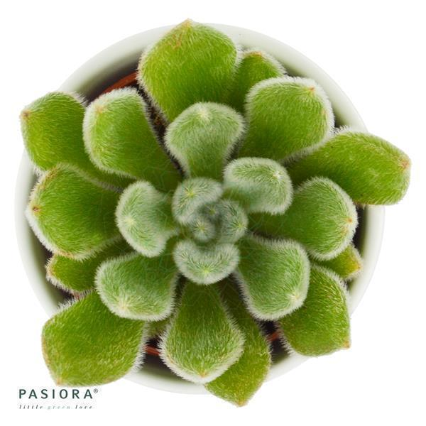 Echeveria setosa