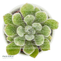 Echeveria setosa