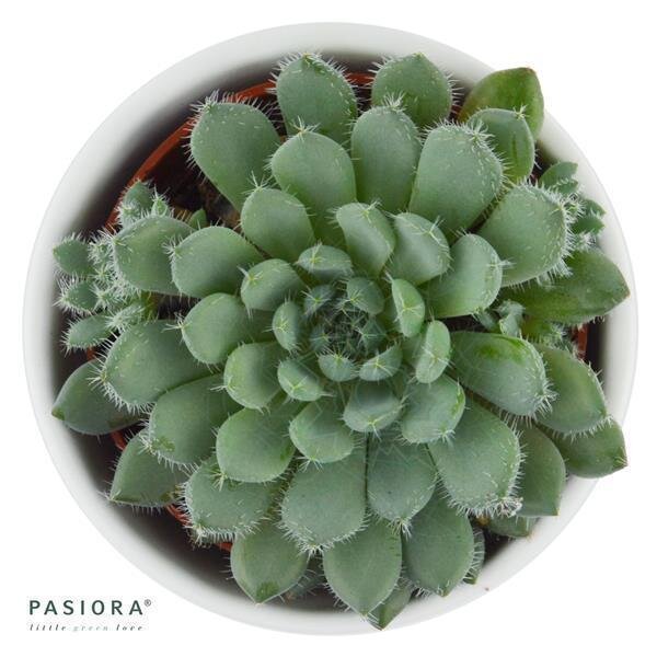 Echeveria setosa var. minor