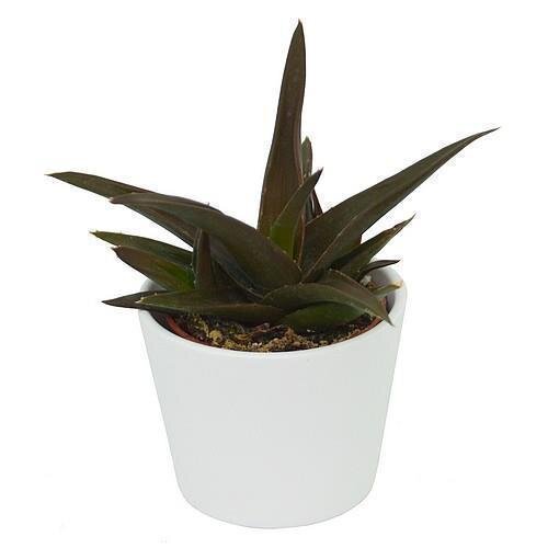 Aloe Black Gem