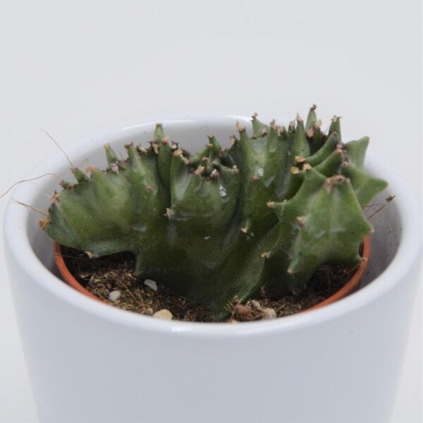 Euphorbia lactea var. cristata