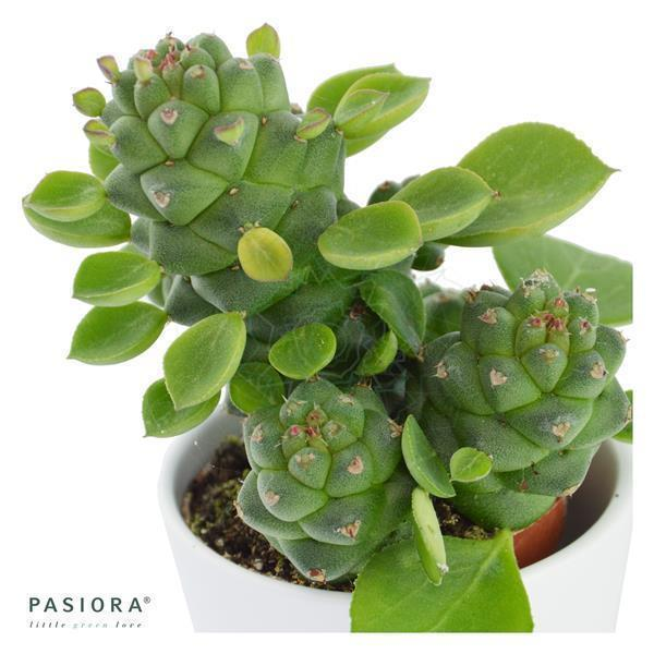 Euphorbia ritchiei