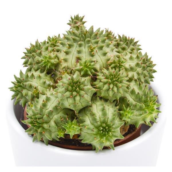 Euphorbia susannae