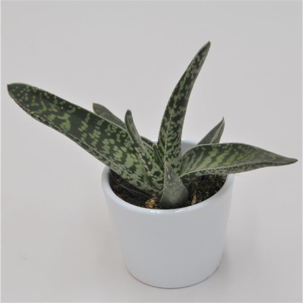 Gasteria Broget