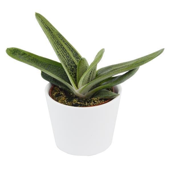Gasteria Dragon Skin