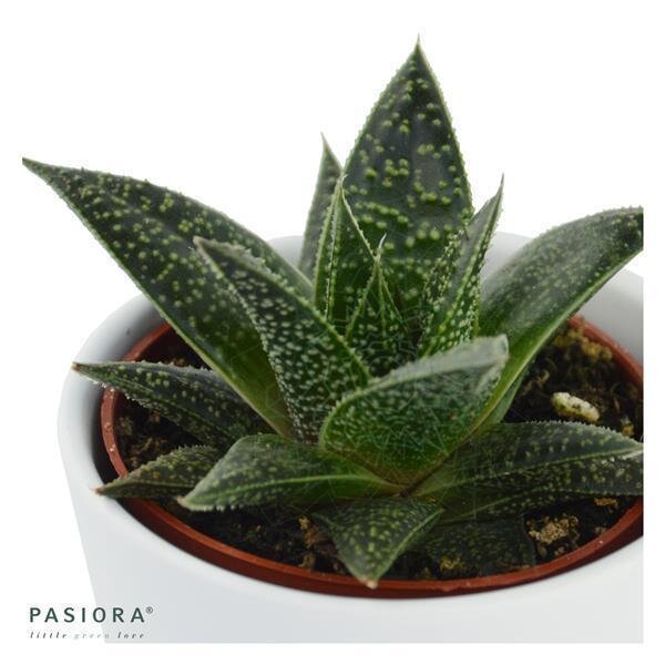 Gasteria Flow Wander