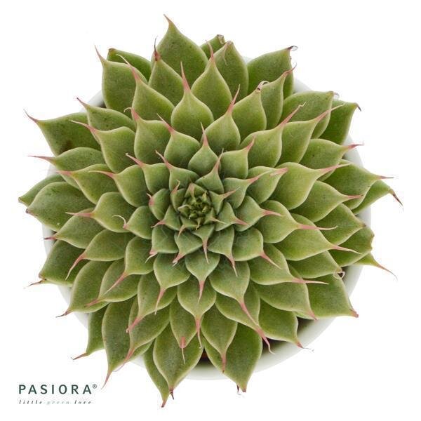 Graptopetalum filiferum