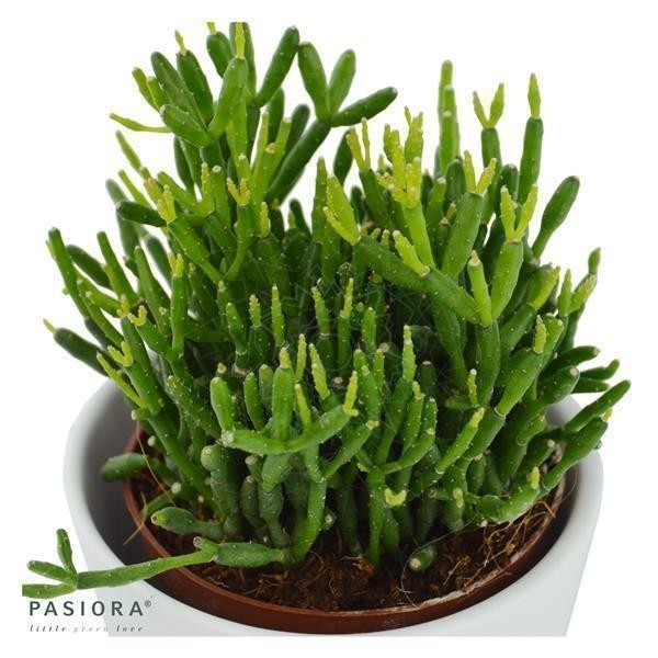 Hatiora bambusoides