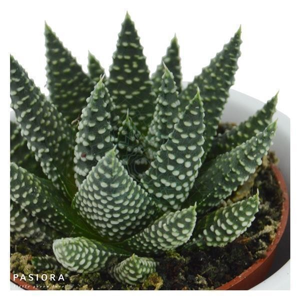 Haworthia fasciata Albert