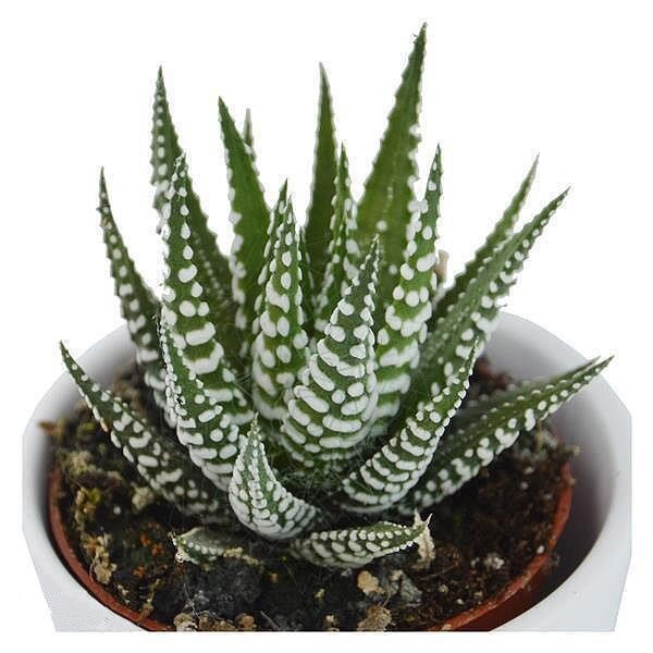 Haworthia fasciata Big Band