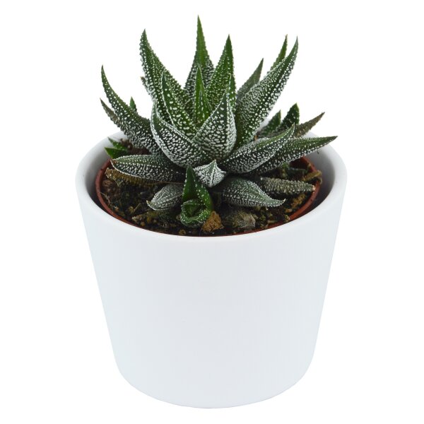Haworthia fasciata Concolor
