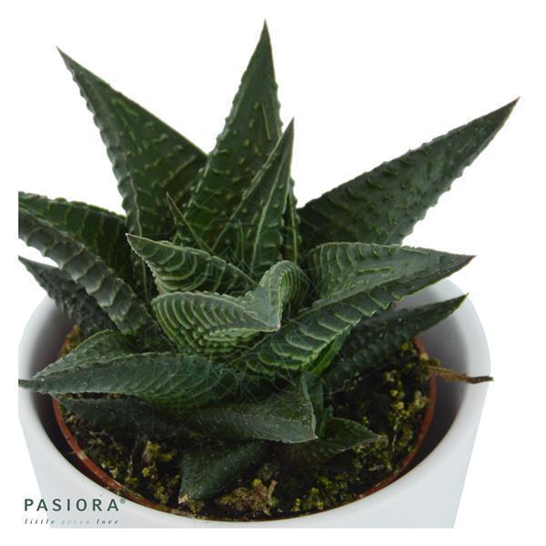 Haworthia limifolia
